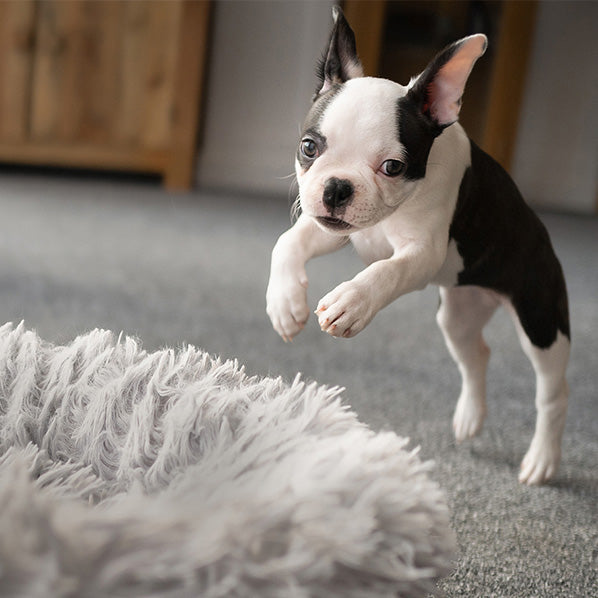 Warum OrthoPaw das beste orthopädische Hundekissen auf dem Markt ist